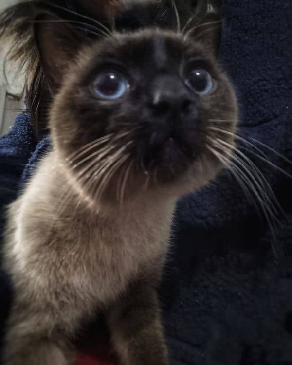 litter trained pure siamese male cat 2