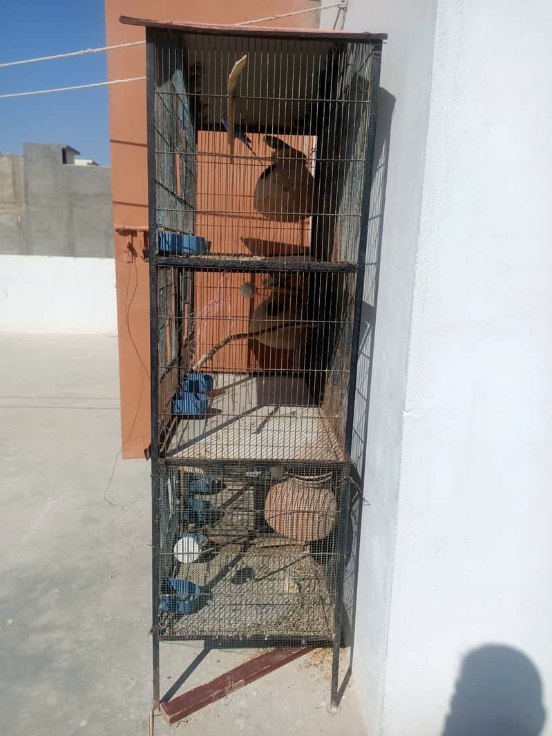 5 portion cage with 4 pair budgies 2