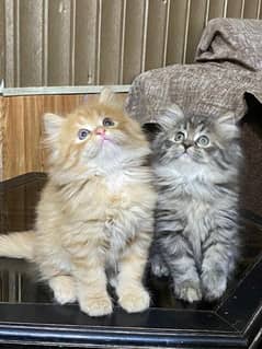 persian kittens available now 03104479848