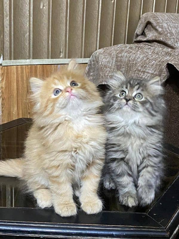 persian kittens available now 03104479848 0