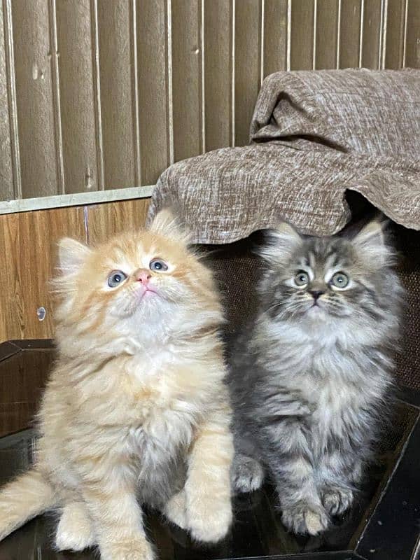 persian kittens available now 03104479848 1