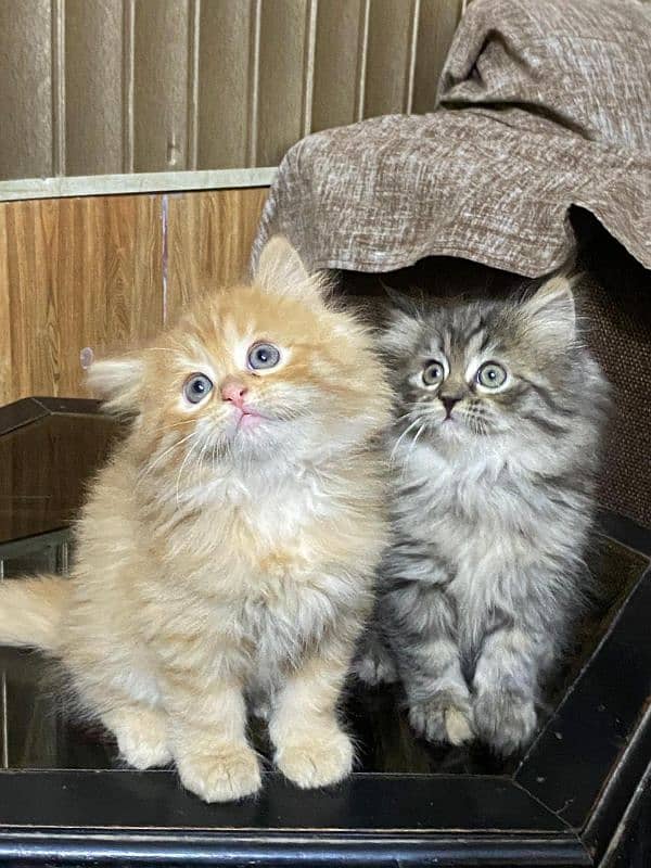 persian kittens available now 03104479848 2