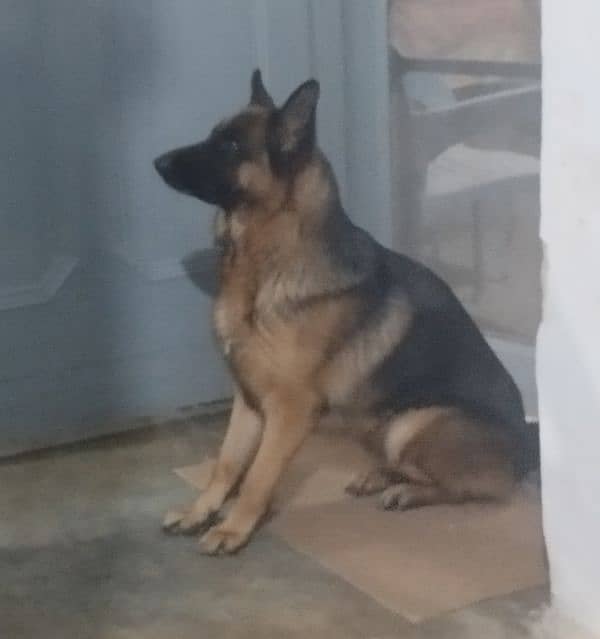 pedigree German Shepherd Female Age 3 years for sale 0