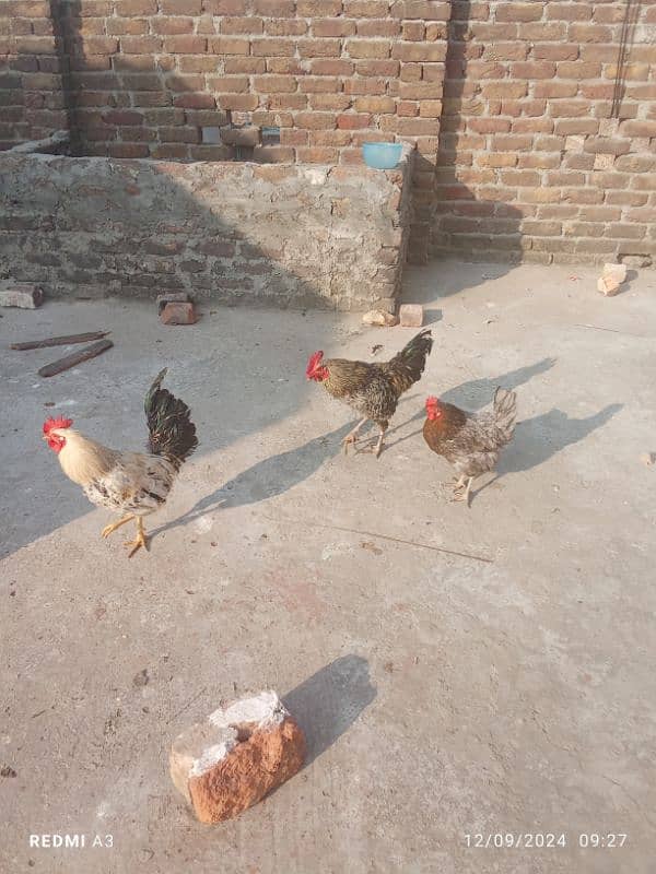 desi hen 1