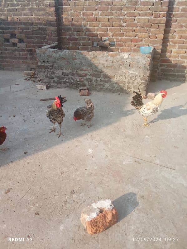 desi hen 2