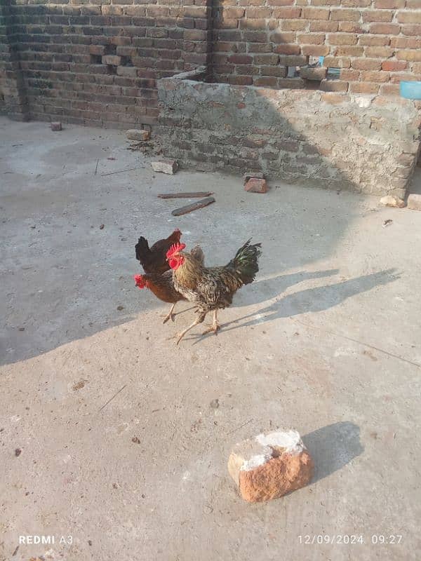 desi hen 3