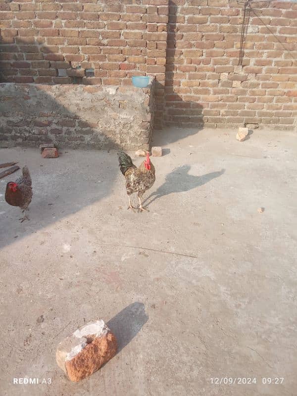 desi hen 4