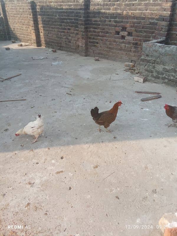 desi hen 5