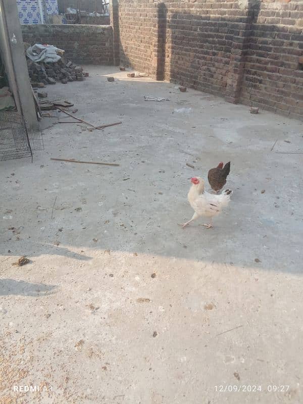 desi hen 7