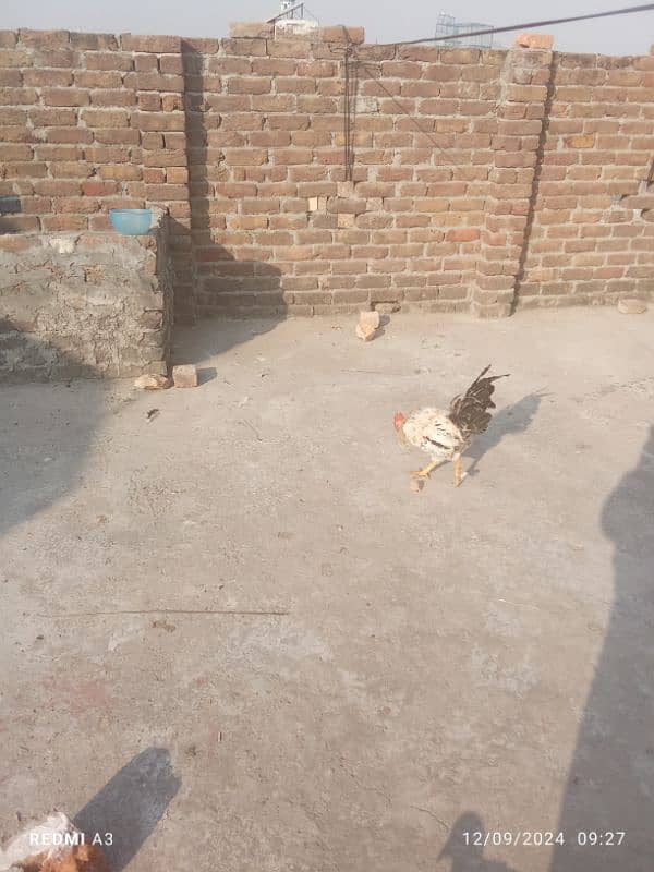 desi hen 8