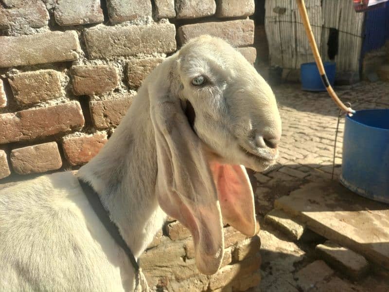 bakri 0