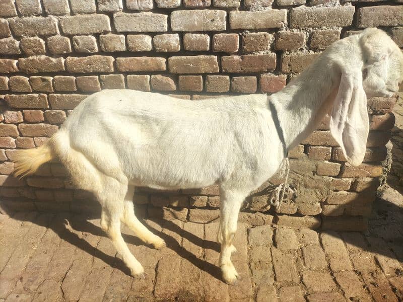 bakri 1