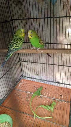 budgies