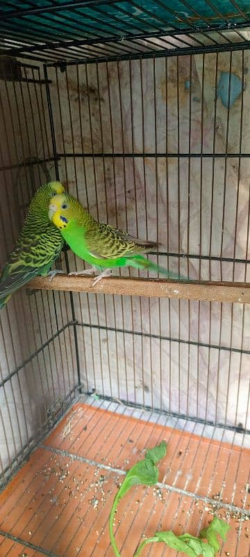 budgies pair 1