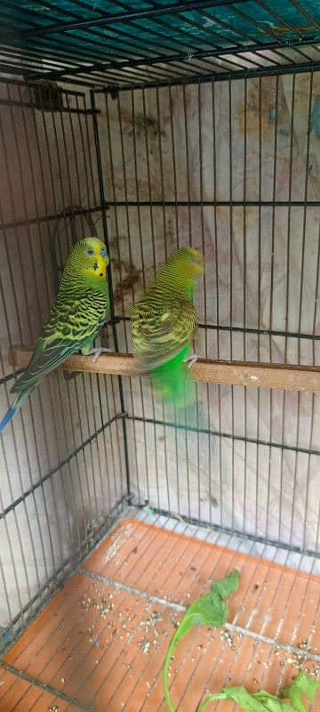 budgies pair 2