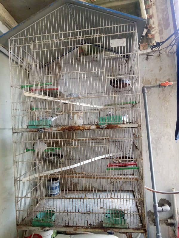 Birds Steel Cage Birds Wood Cage Rs8000 0