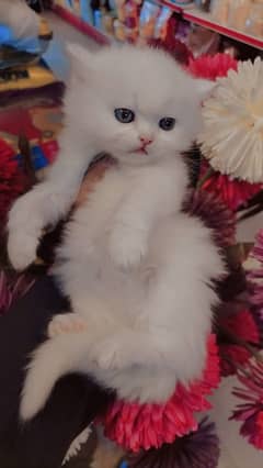 Persian kittens / cute kittens /cat / cat baby / cat for sale