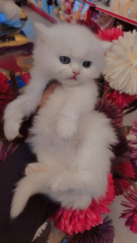 Persian kittens / cute kittens /cat / cat baby / cat for sale 0