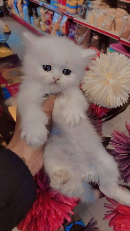 Persian kittens / cute kittens /cat / cat baby / cat for sale 1