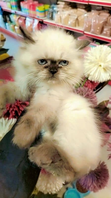 Persian kittens / cute kittens /cat / cat baby / cat for sale 2