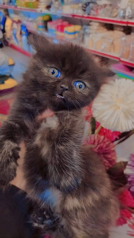 Persian kittens / cute kittens /cat / cat baby / cat for sale 5