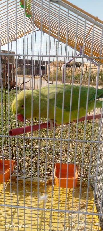 Green Parrot 1