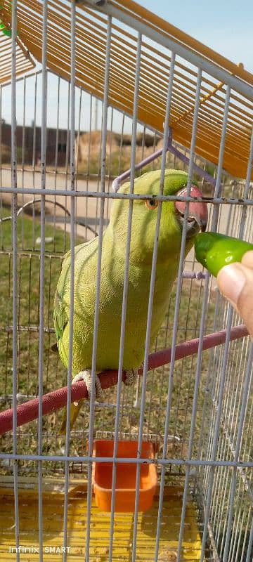 Green Parrot 2