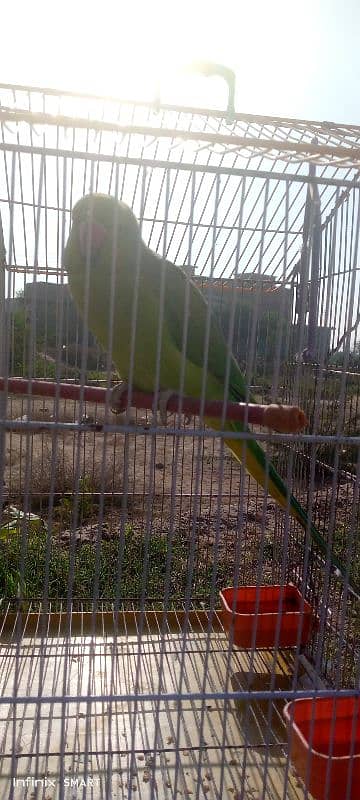 Green Parrot 3