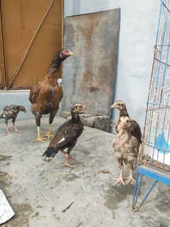 Aseel Chicks With Hen ( Lakha Nasal )