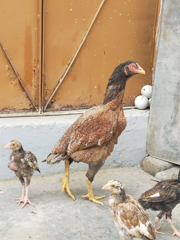 Aseel Chicks With Hen ( Lakha Nasal ) 1