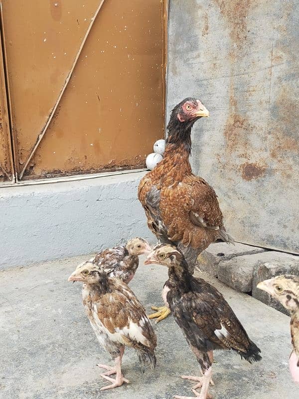 Aseel Chicks With Hen ( Lakha Nasal ) 2