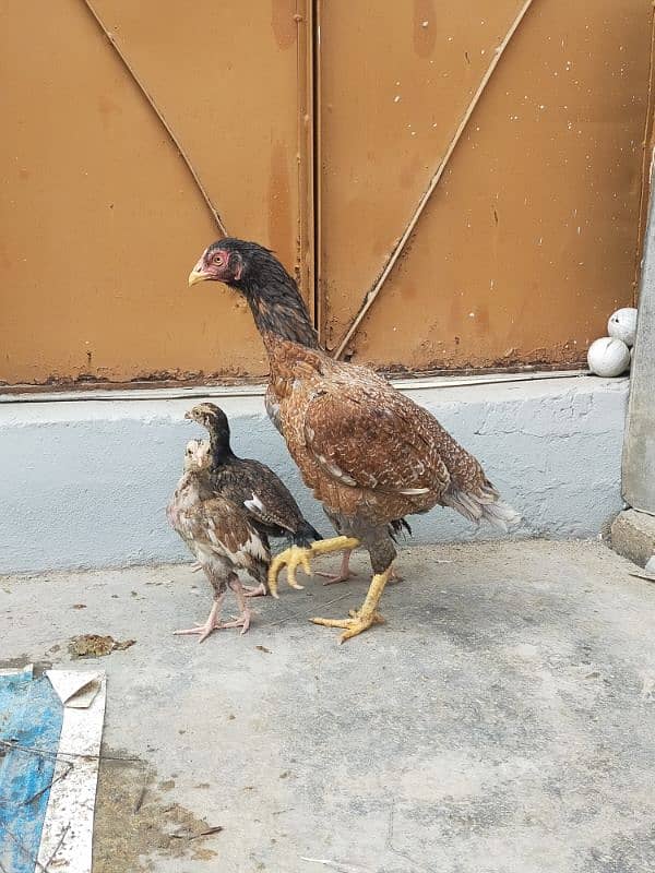 Aseel Chicks With Hen ( Lakha Nasal ) 3