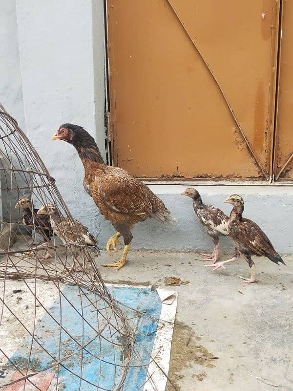 Aseel Chicks With Hen ( Lakha Nasal ) 4