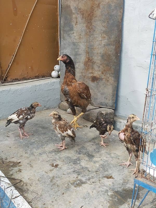 Aseel Chicks With Hen ( Lakha Nasal ) 5