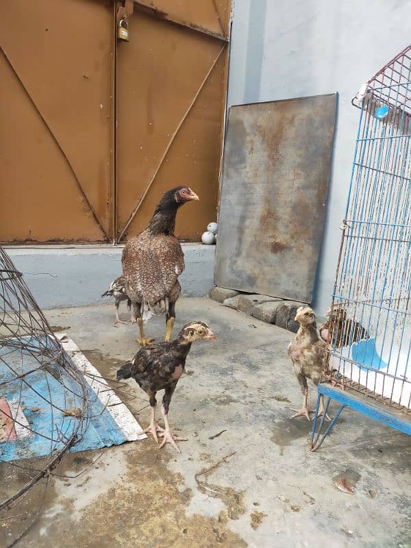 Aseel Chicks With Hen ( Lakha Nasal ) 6