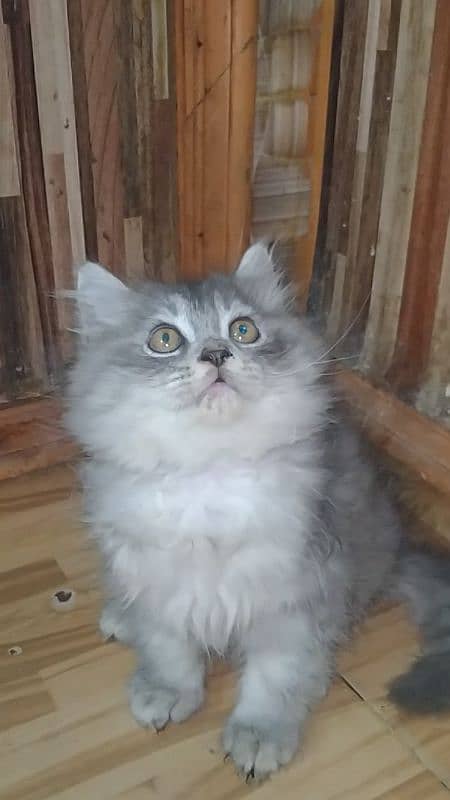 pure Persian kitten (COD) 1