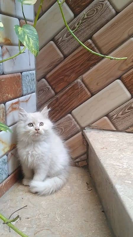 pure Persian kitten (COD) 2