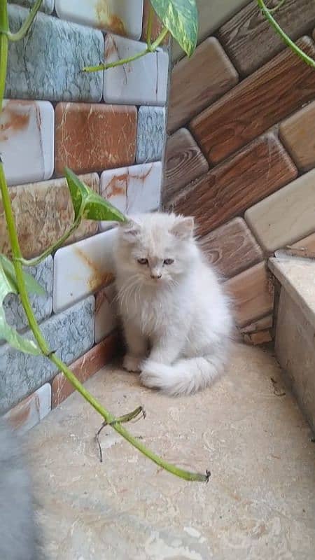 pure Persian kitten (COD) 3