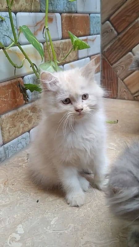 pure Persian kitten (COD) 4