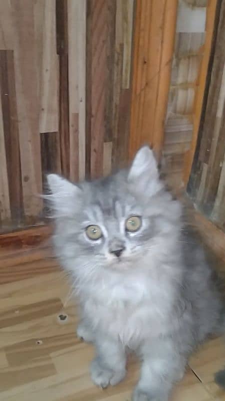 pure Persian kitten (COD) 5