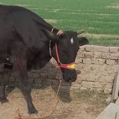 cow