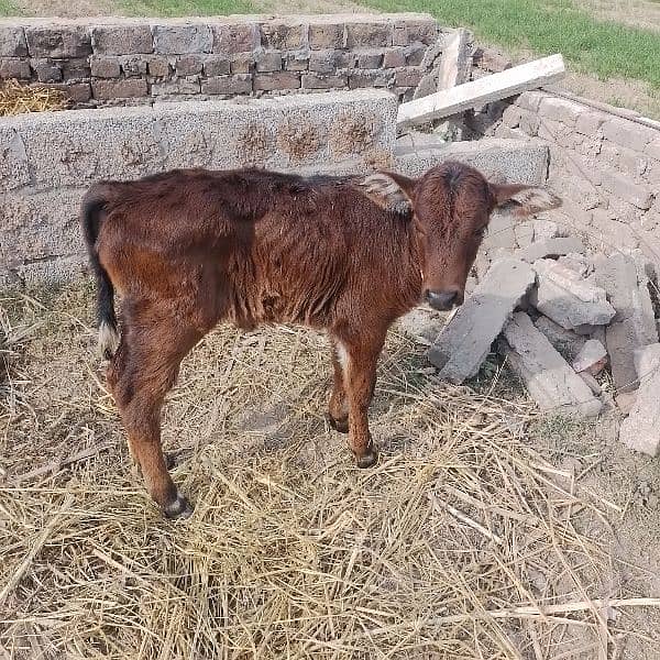 cow for sale with female calfe 2