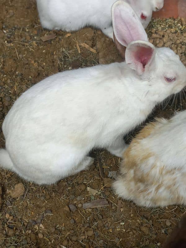 rabbit Breeder mail 0