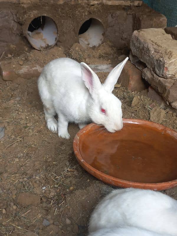 rabbit Breeder mail 1