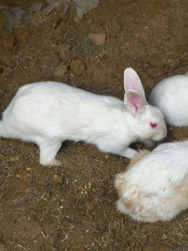 rabbit Breeder mail 2