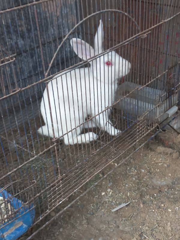 rabbit Breeder mail 3