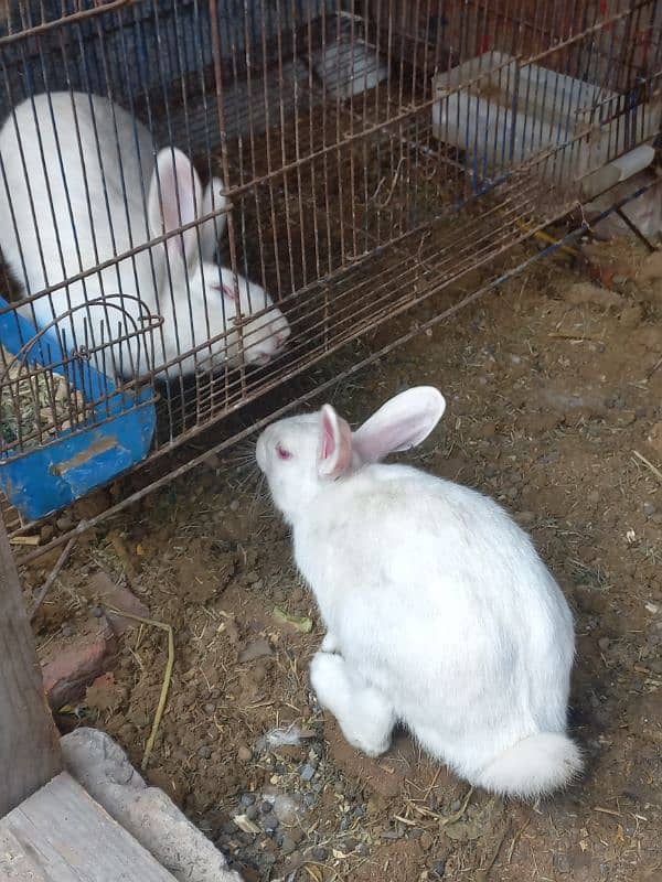 rabbit Breeder mail 4