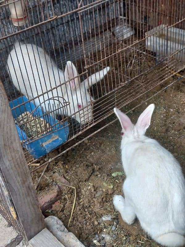 rabbit Breeder mail 6