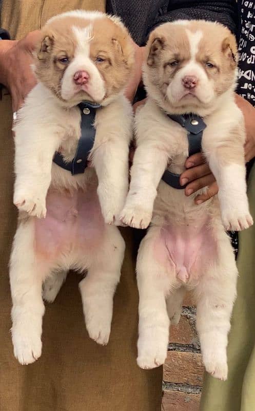 alabai dog pair 2 months for sale security dog 0