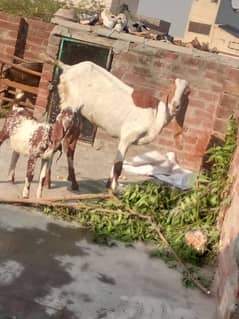 Desi bakri with one male baby